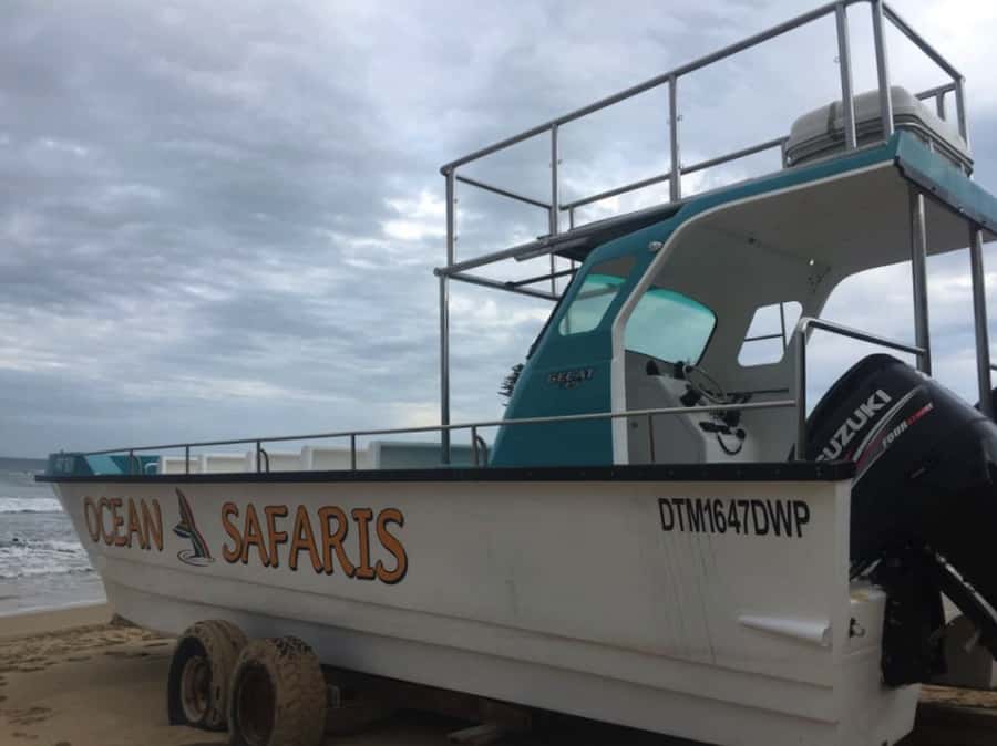 Plettenberg Bay: Whale Watching Boat Cruise - Who should book this boat trip?