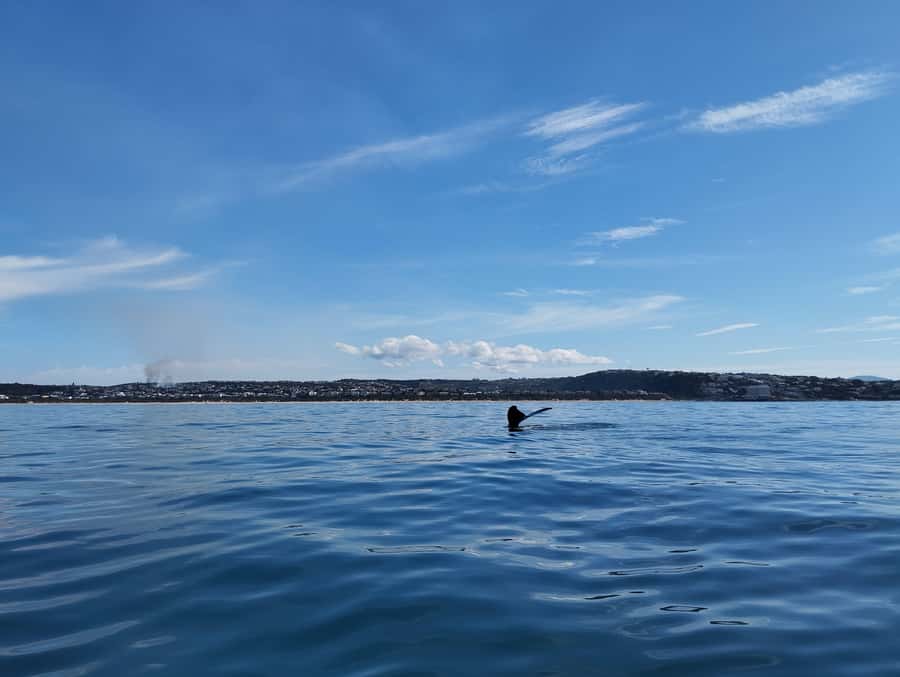 Plettenberg Bay: Whale Watching Boat Cruise - Final call: book it for the sea, not just the whale
