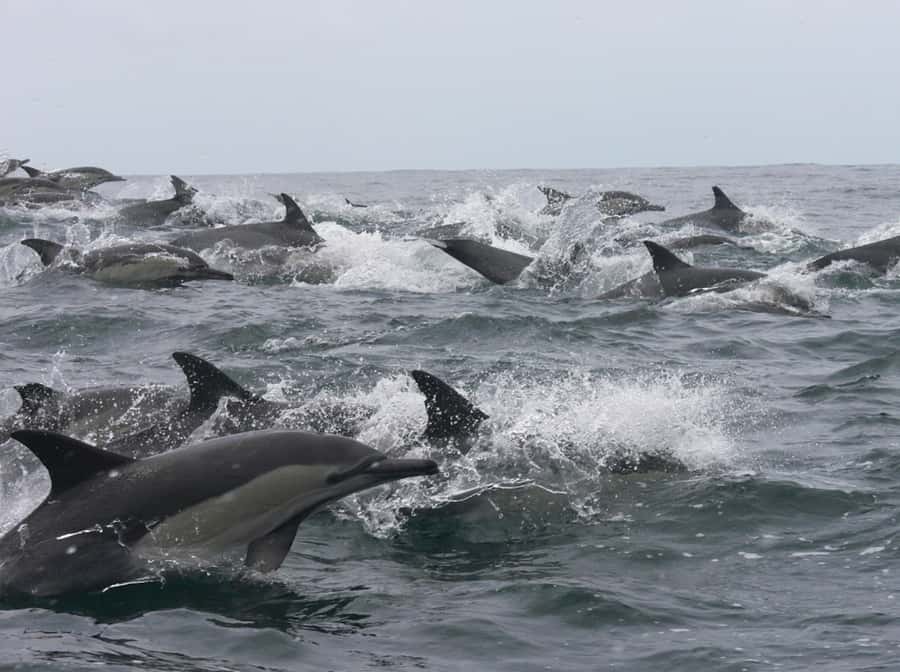 Plettenberg Bay: Whale Watching Boat Cruise - What the two-hour route is really like