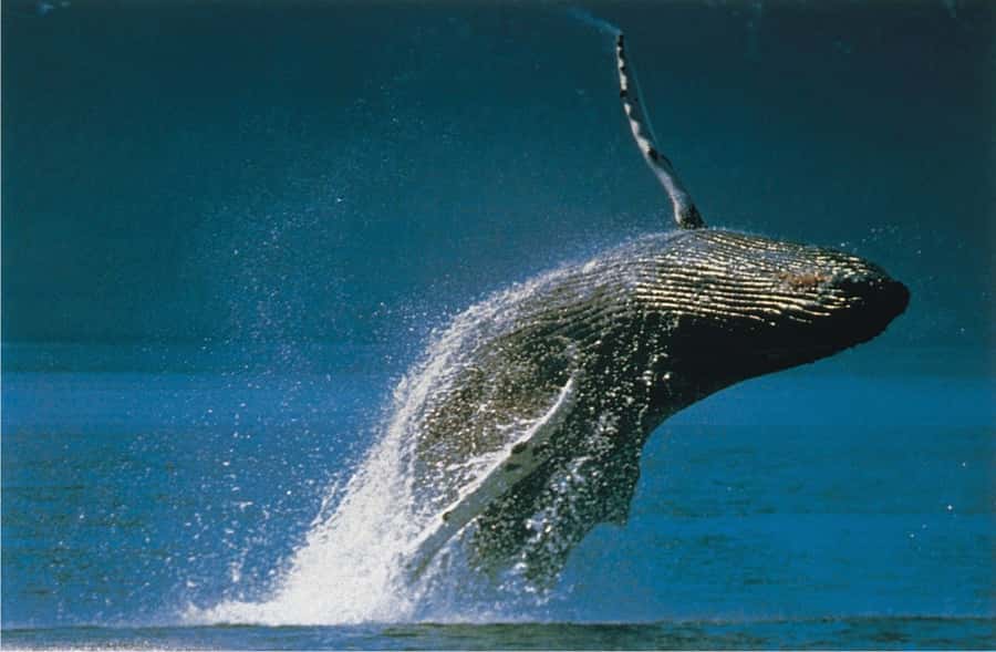 Plettenberg Bay: Whale-Watching Cruise - Starting at the Ocean Blue Adventures shop