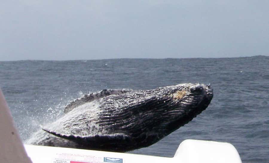 Plettenberg Bay: Whale-Watching Cruise - Choosing between the two whale routes