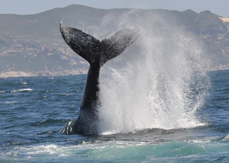 Plettenberg Bay: Whale-Watching Cruise - What a whale sighting may really look like