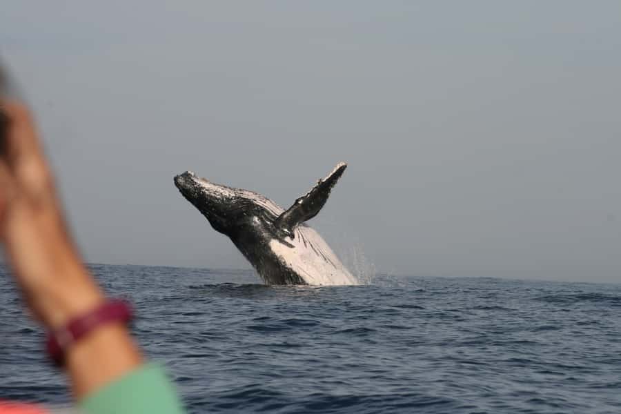 Plettenberg Bay: Whale-Watching Cruise - The guide and the problem of hearing commentary