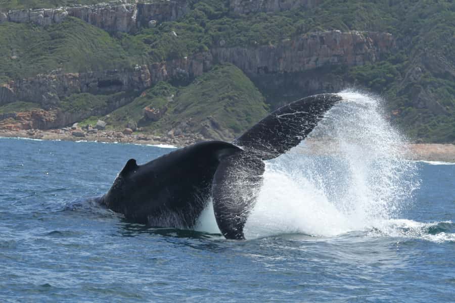 Plettenberg Bay: Whale-Watching Cruise - Returning with a high-speed beach landing