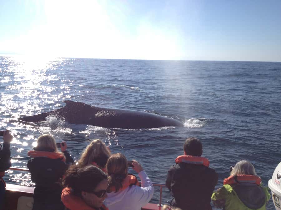 Plettenberg Bay: Whale-Watching Cruise - Is $77 a fair price?