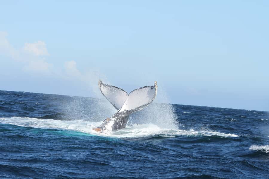 Plettenberg Bay: Whale-Watching Cruise - Who will enjoy this cruise most?