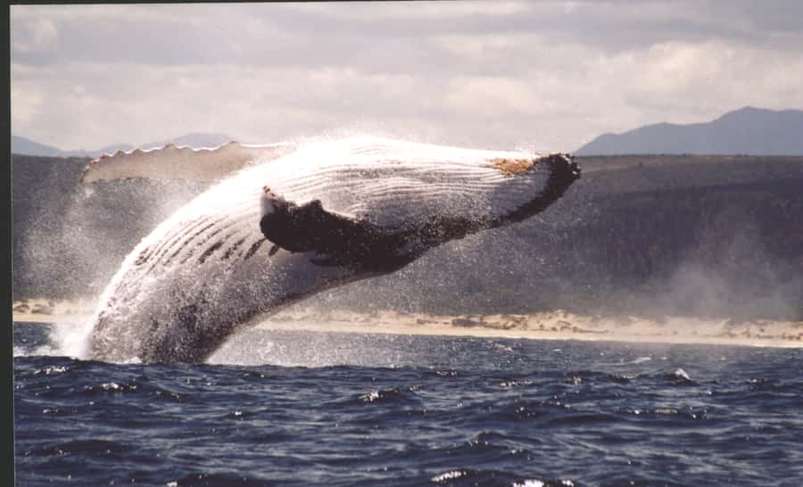 Plettenberg Bay: Whale-Watching Cruise - Launching through the Plettenberg Bay surf