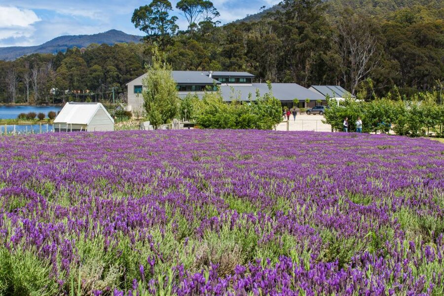 Port Arthur Tasman Sights with Harbour Cruise - Who should book this day tour?