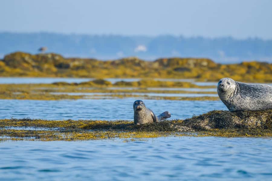 Portland: Schooner Tall Ship Cruise on Casco Bay - Key points to know before sailing