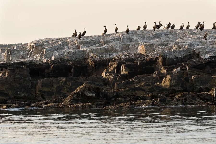 Portland: Sunset Lighthouse Cruise in Casco Bay with Drinks - How the 90-minute route feels