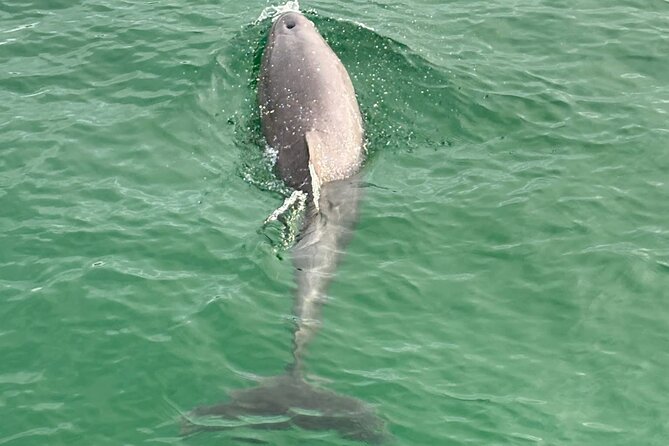 Private Destin Harbor Boat Tour Adventure - What to Bring for the Two-Hour Ride