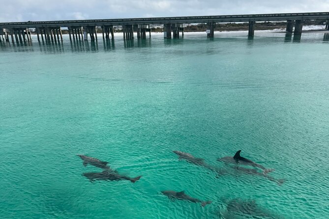 Private Destin Harbor Boat Tour Adventure - The Harbor Tour and Its Wildlife Watch