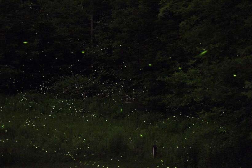Puerto Princesa: Firefly Watching Bay Cruise with Dinner - A four-hour evening on Puerto Princesa Bay