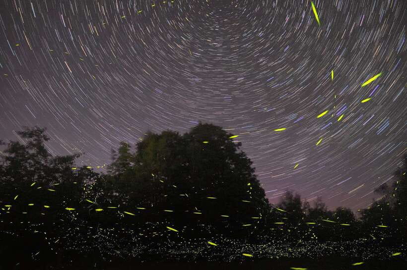 Puerto Princesa: Firefly Watching Bay Cruise with Dinner - Dinner on the boat, with a local touch