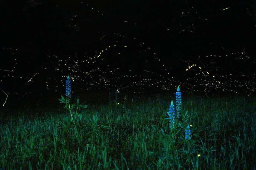 Puerto Princesa: Firefly Watching Bay Cruise with Dinner - From Baywalk sunset to city lights