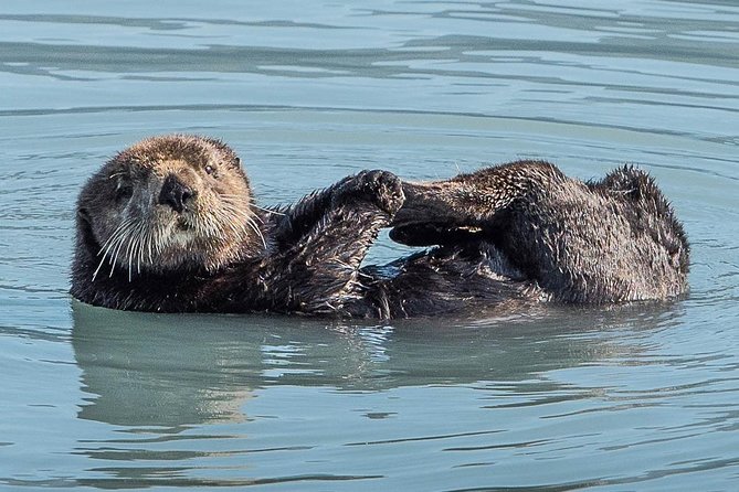 Resurrection Bay Spring Wildlife Cruise - Why spring is the right time for this cruise