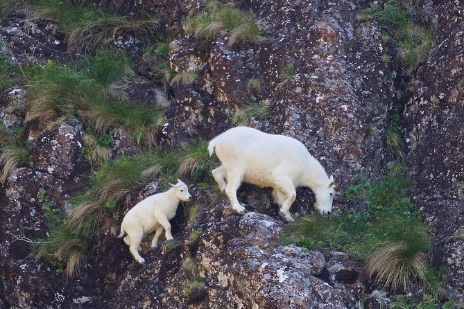 Resurrection Bay Spring Wildlife Cruise - Kenai Fjords National Park from the water