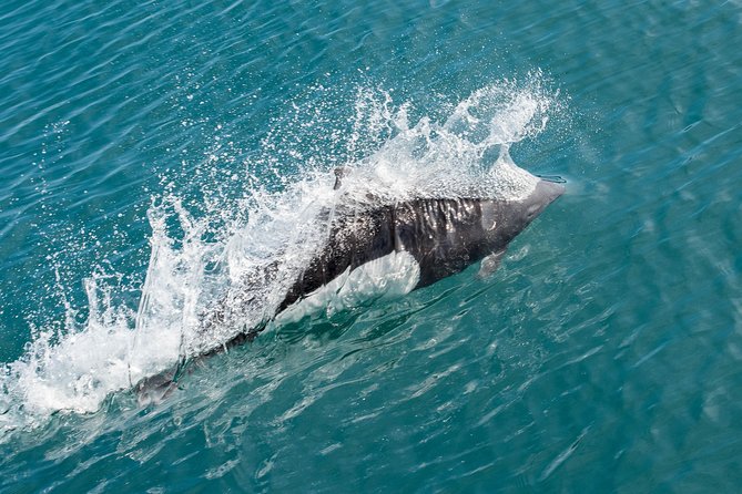 Resurrection Bay Spring Wildlife Cruise - What wildlife might make the day