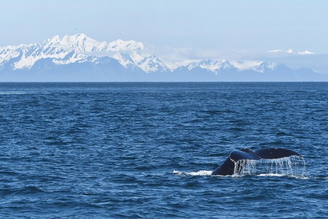 Resurrection Bay Spring Wildlife Cruise - How the $112.43 price holds up