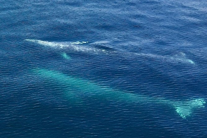 Resurrection Bay Spring Wildlife Cruise - Starting at Seward harbor front