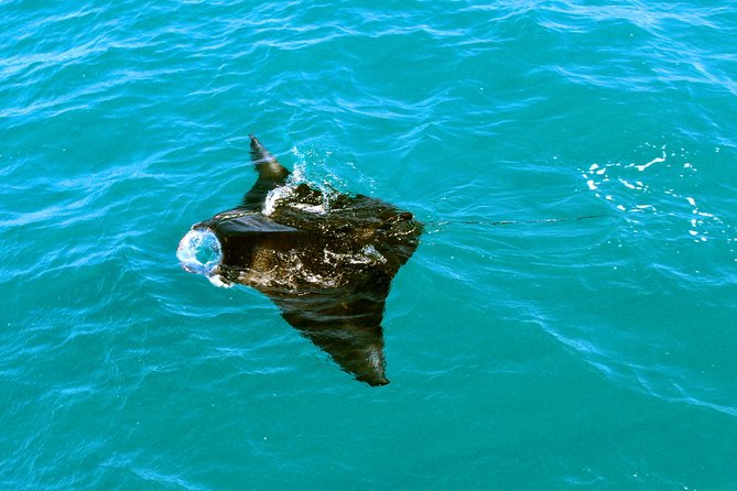 Roebuck Bay Sunset & Snubfin Dolphin Cruise - What the $104 price gets you