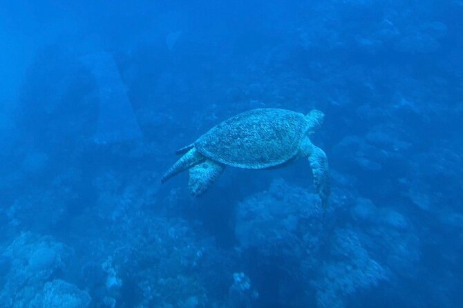 Safaga & Makadi Bay: Royal Seascope Submarine cruise with pickup - Family appeal and comfort on board