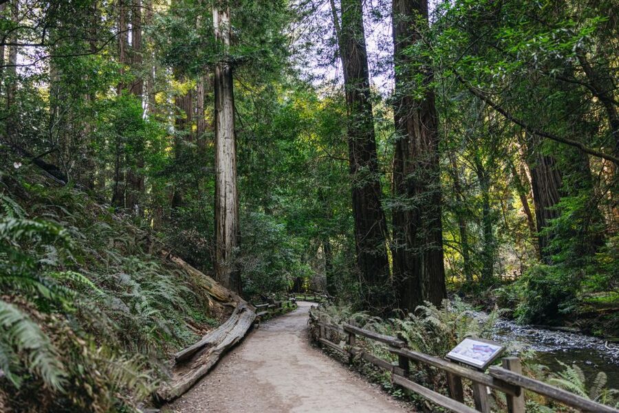 San Francisco: Muir Woods, Sausalito and SF Bay Cruise - Final recommendation
