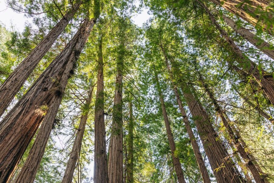 San Francisco: Muir Woods, Sausalito and SF Bay Cruise - Is $133 a fair price?