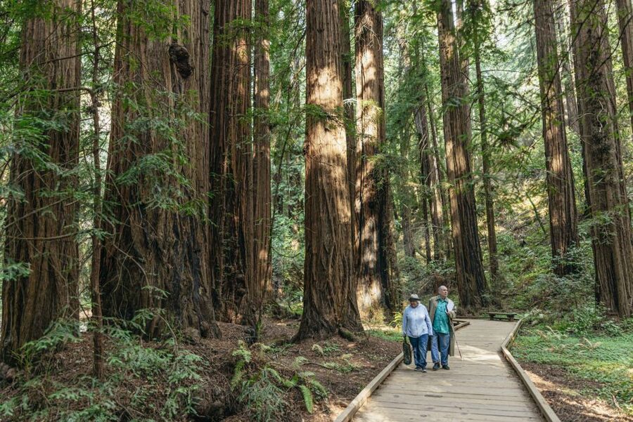 San Francisco: Muir Woods, Sausalito and SF Bay Cruise - Who should book this tour?