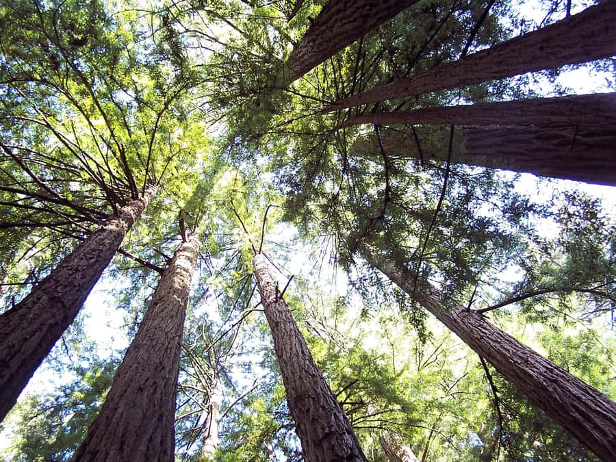 San Francisco: Muir Woods Tour & Golden Gate Bay Cruise - Key points at a glance