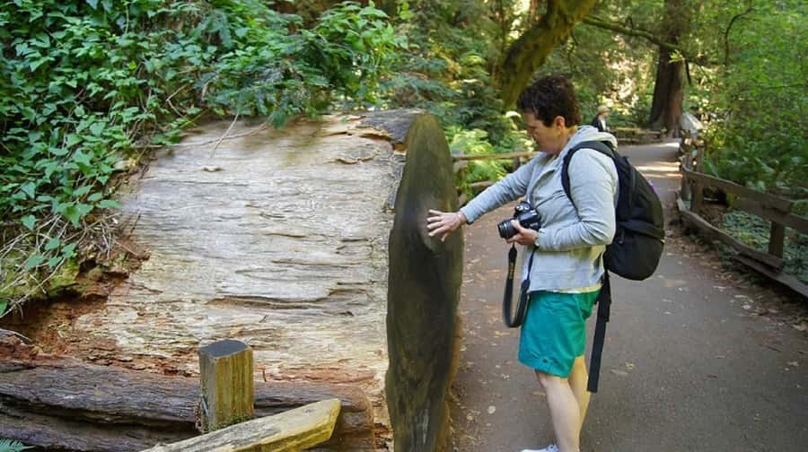 San Francisco: Muir Woods Tour & Golden Gate Bay Cruise - Why this pairing works in San Francisco