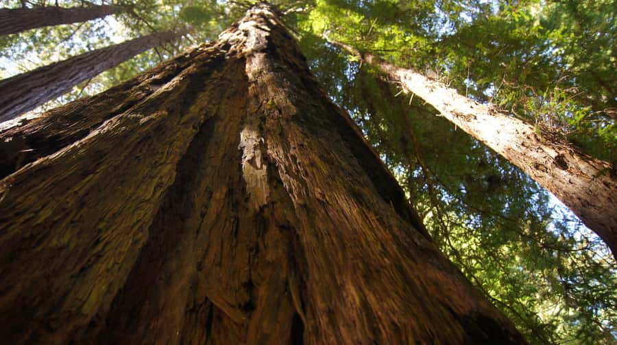 San Francisco: Muir Woods Tour & Golden Gate Bay Cruise - Walking beneath Muir Woods redwoods