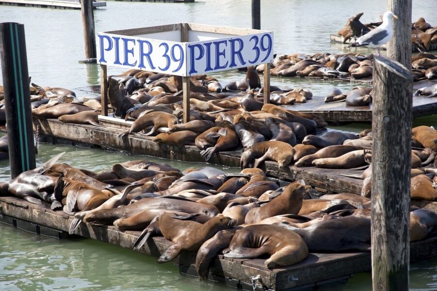 San Francisco Ultimate City Tour with Bay Cruise Option - Twin Peaks for the city from above