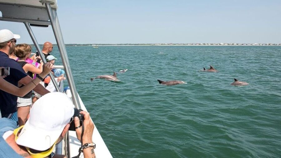 Sea Rocket Sunset & OC Harbor Cruise in Ocean City, MD - Looking for bottlenose dolphins near the Atlantic