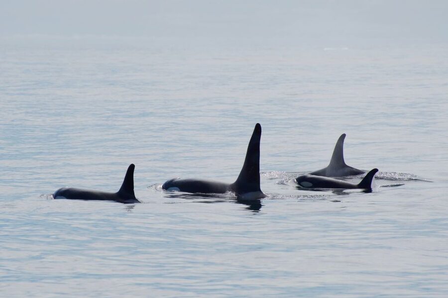 Seward: Resurrection Bay Orca Quest Cruise - Key points to know before booking