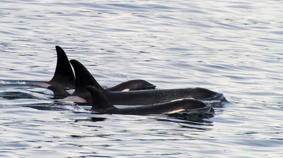 Seward: Resurrection Bay Orca Quest Cruise - What the four-hour route feels like