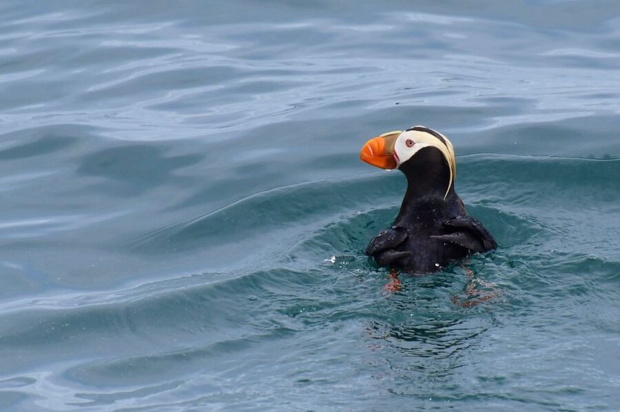 Seward: Resurrection Bay Orca Quest Cruise - Rough water and seasickness: the honest warning