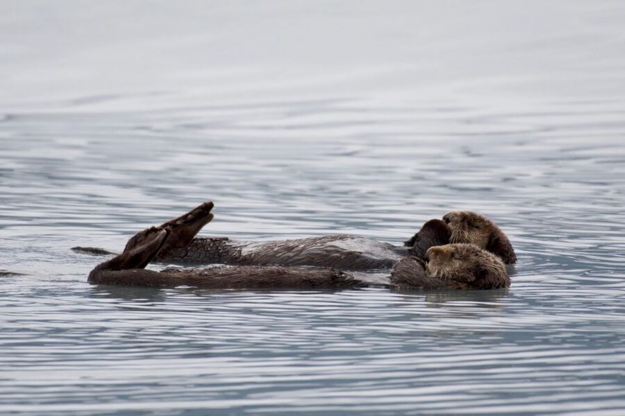Seward: Resurrection Bay Orca Quest Cruise - How the crew shapes the experience