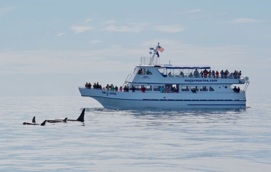 Seward: Resurrection Bay Orca Quest Cruise - The wildlife you might see beyond orcas