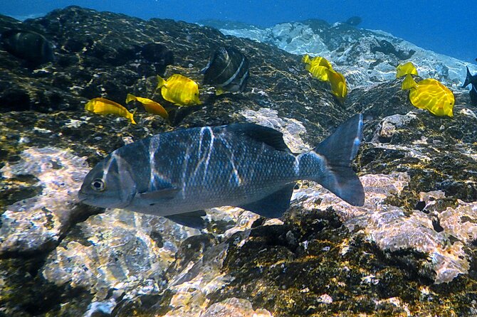 Small-Group Snorkel at Kealakekua Bay in Captain Cook, Big Island - Snorkeling beside the Captain Cook Monument
