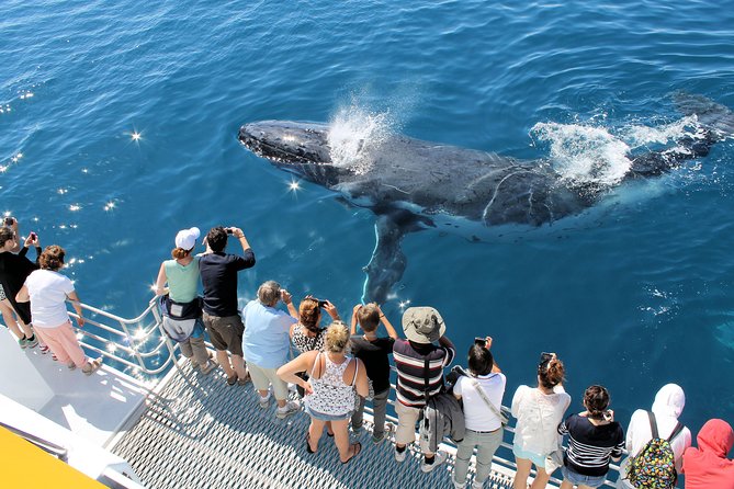 Spirit of Hervey Bay Whale Watching Cruise - Tea, seating, and the rhythm of a half-day cruise
