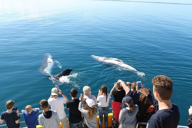Spirit of Hervey Bay Whale Watching Cruise - Is $111 good value for four and a half hours?