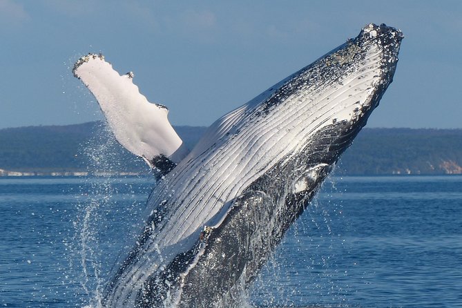 Spirit of Hervey Bay Whale Watching Cruise - Finding the whales along the migration route