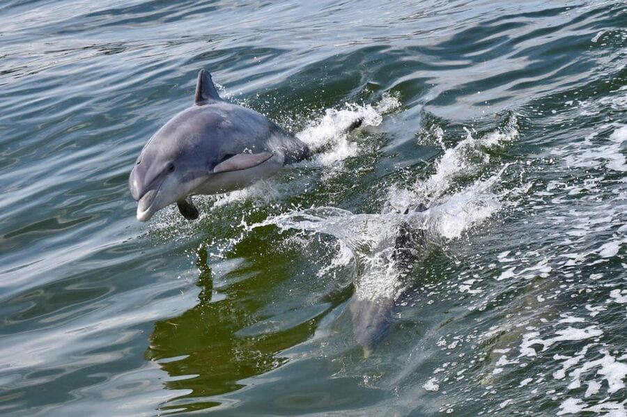 St. Augustine: Dolphin Watching Harbor Tour with Drinks - Key points to know before you book