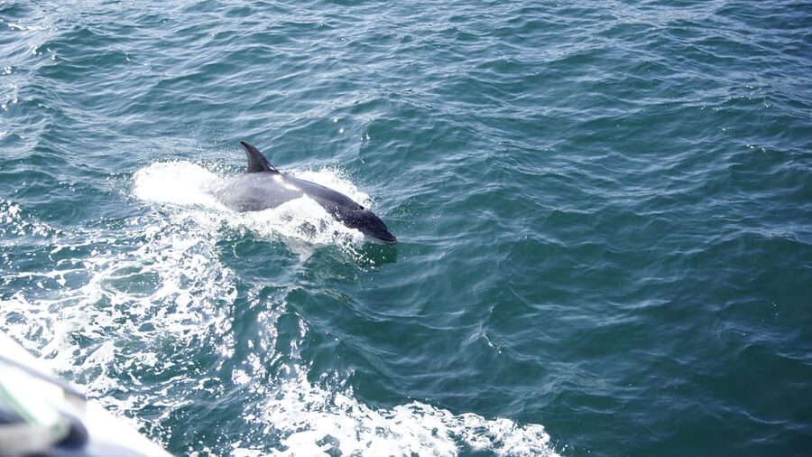 St. Augustine: Dolphin Watching Harbor Tour with Drinks - Practical details that can improve your outing