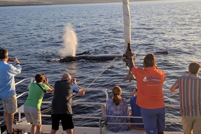 Sunset Cruise with the Whales on our Sailing Catamaran - Why the sunset and whales make a good pair