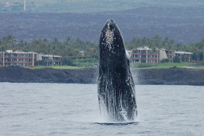 Sunset Cruise with the Whales on our Sailing Catamaran - Listening to whales beneath the boat