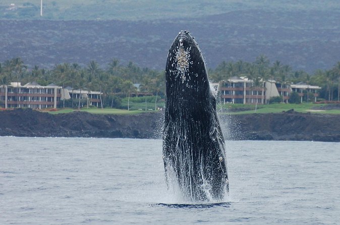 Sunset Cruise with the Whales on our Sailing Catamaran - Drinks, pupu, and the evening atmosphere