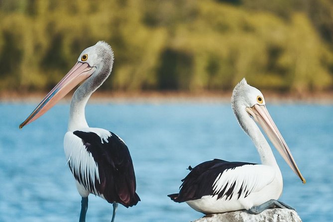Sunset River Cruise near Byron Bay - Mangroves, dolphins, and native birds