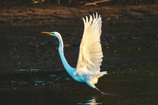 Sunset River Cruise near Byron Bay - The marine biologist guide adds useful context